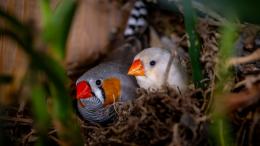 попугаи, амадины