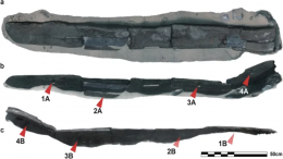 У берегов Израиля нашли 2600-летний якорь с 113 кг свинца