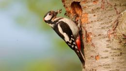 дятел, птица