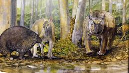 Окаменелая кость кенгуру раскрыла ошибку палеонтологов спустя десятилетия