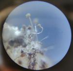 Елена Валентиновна Слободина - Мукор - белая плесень