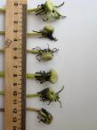 Юлия Калинина - Тератоморфизм Taraxacum officinale (L.) Webb ex F. H. Wigg. в условиях урбанизированной среды