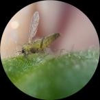 Наталья Кузнецова - Вредитель растений