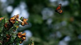 Ученые пересмотрели численность насекомых на Земле: их не 6 млн, а 20