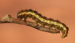 Гусеницы слышат волосками на теле, убедились ученые