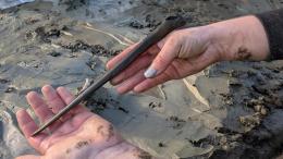 В Швеции обнаружили собаку каменного века с костяным кинжалом