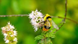 пчела на цветке, шмель