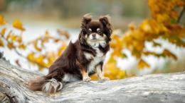 собака, чихуахуа