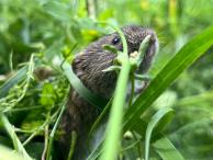 Ева Морозова - Microtus arvalis исследует виварий