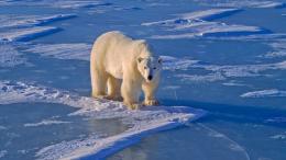 белый медведь, лед, Арктика