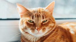 Создан кошачий «оземпик»