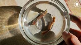 Беломорская практиа биологов