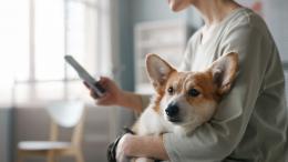 собака с хозяином