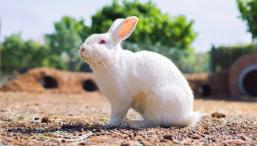 Ученые включили фотосинтез у животных