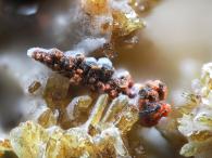 Gleb Korovko - Гематит