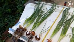 Аня Лазукина - 