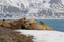 Игорь Василевич - Моржи на мысе Сандефьорд. / Walruses at Cape Sandefjord.