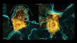 ЭР (выделено жёлтым) покрывает практически всю поверхность клетки. (слева) Трубчатая структура ЭР на периферии клетки вблизи выпуклой границы щели; (справа) Уплощённая листовидная структура ЭР на периферии клетки вблизи вогнутой границы щели