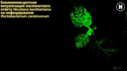Биолюминесцентная визуализация жасмонатного ответа Nicotiana benthamiana на инфицирование Pectobacterium carotovorum