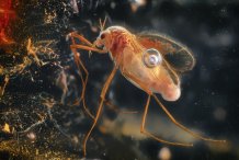 Антон Орленко - Застывшие во времени