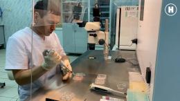 Получение эмбрионов крупного рогатого скота методом in vitro