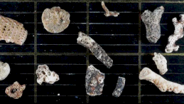 Фрагменты мшанок, найденные на морском дне