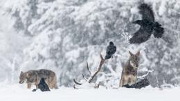волки, вороны, зима