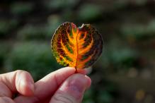 Мария Сторчеусова - Осень в разгаре