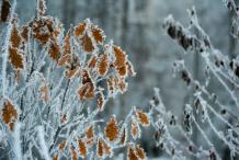 Георгий Истигечев - Морозная изморозь