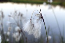 Юля Южная - Болотная пушица