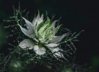 Наталья Алексеева - Волшебная нигелла