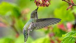 колибри у цветка