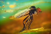 Anton Orlenko - Застывшие во времени