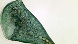 Одноклеточный организм без мозга оказался способен к условным рефлексам