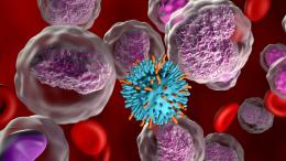 Иммунная память