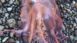 призрачный семирукий осьминог