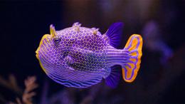 Причудливый узор расписной рыбы