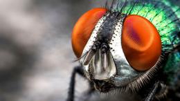 Holly Cheese/Shutterstock/FOTODOM