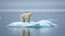 Потепление в Арктике приобрело лавинообразный характер