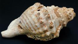 Найденные в Каталонии ракушки могли быть музыкальными инструментами каменного века