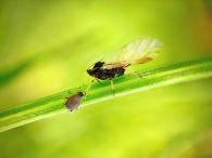 Никита Герасин - Мир тлей