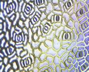 Ирина Ильина - Устьица