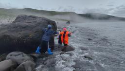 Александра Володько - Случайный Ренессанс
