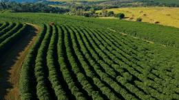 кофейные плантации