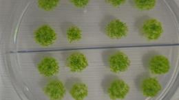 споры выжили в открытом космосе 9 месяцев