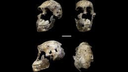 Череп Homo naledi