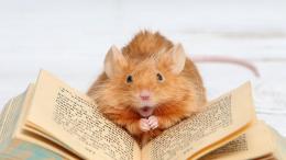 У животных нашли «абстрактное мышление»