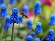 Надежда Соколова - Пробуждение - весна