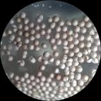 Наталья Кузнецова - Цисты артемий