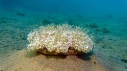 Зачем спят медузы